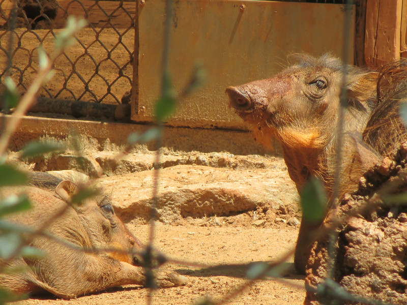 "                               "