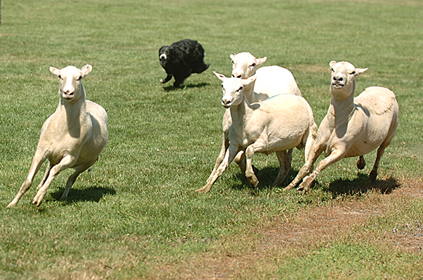 A sheepdog named Ceilidh races after sheep at the Sheepdog Trials at the annual Highland Games on July 13, 2013 in Mount Vernon, Wash. Trainers had five minutes to direct their dogs to herd the sheep around and through various obstacles in order to gain points.  Brooke Warren / Skagit Valley Herald